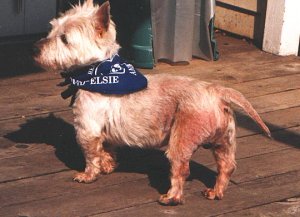 Scamper - WestieMed Recipient