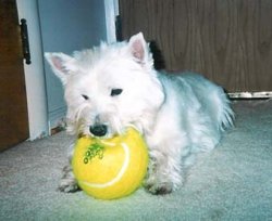 Scooter - Westiemed Recipient