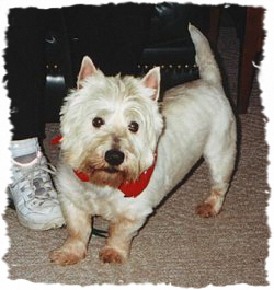 Scooter - Westiemed Recipient