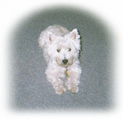 Maggie - WestieMed Recipient