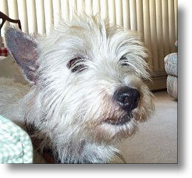 Bogey - WestieMed Recipient