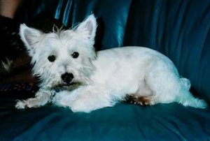 Bogey - WestieMed Recipient