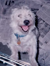 Maggie - WestieMed Recipient