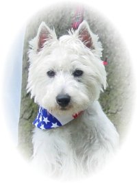 Simon - WestieMed Recipient