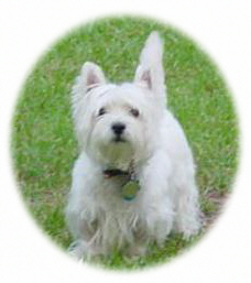 Brodie - WestieMed Recipient