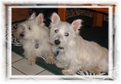 Mikki and Maude - WestieMed Recipient