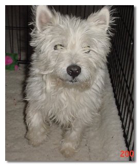 Winston - WestieMed Recipient