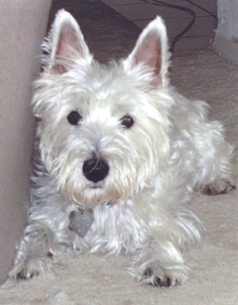 Willie - WestieMed Recipient