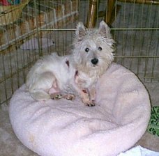 Willie - WestieMed Recipient