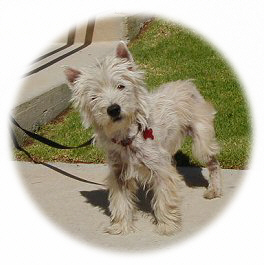 Missy - WestieMed Recipient