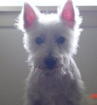 Lilly - WestieMed Recipient