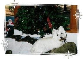 Maggie - WestieMed Recipient