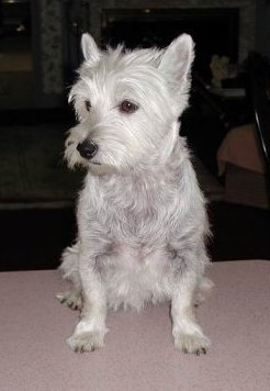 Maggie - WestieMed Recipient