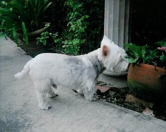 Angus - WestieMed Recipient