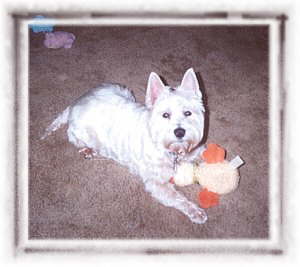 Rags - WestieMed Recipient