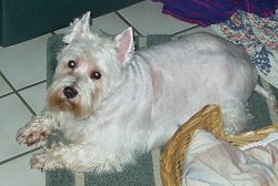 Rags - WestieMed Recipient