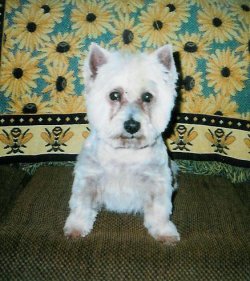 Angus - WestieMed Recipient