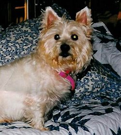 Suki - WestieMed Recipient