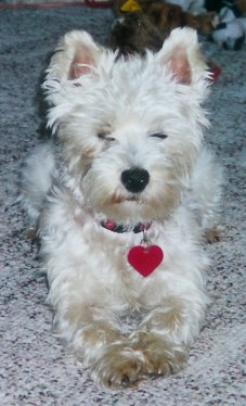 Molly - WestieMed Recipient