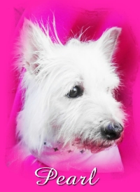 Pearl - WestieMed Recipient