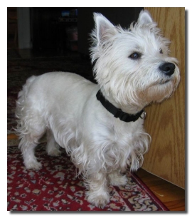 Duncan - WestieMed Recipient