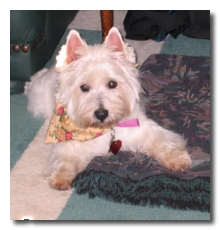 Tess - WestieMed Recipient