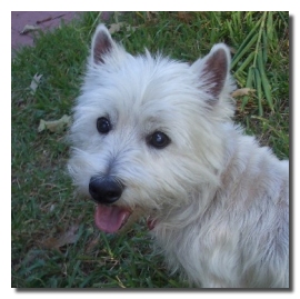 Murphy - WestieMed Recipient