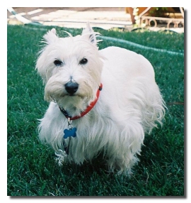 Tucker - WestieMed Recipient