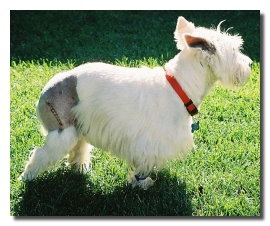 Tucker - WestieMed Recipient