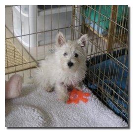 Poppy - WestieMed Recipient