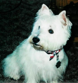 Lacey - WestieMed Recipient