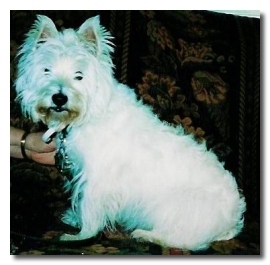 Lacey - WestieMed Recipient