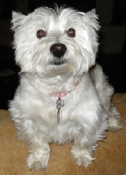 Abbey - WestieMed Recipient