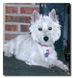 Lucy - WestieMed Recipient