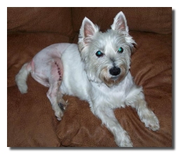 MacDuff - WestieMed Recipient