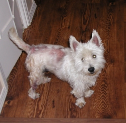 Max - WestieMed Recipient