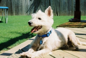 Max - WestieMed Recipient