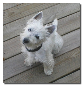 Pirate - WestieMed Recipient