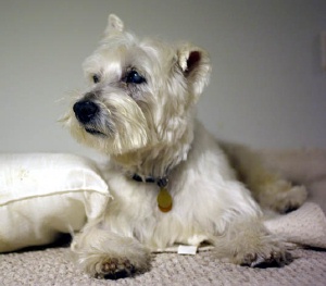 Shadow - WestieMed Recipient