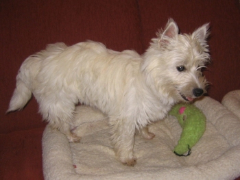 Missy - WestieMed Recipient