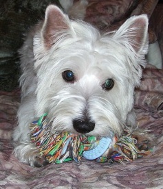 Chloe - WestieMed Recipient