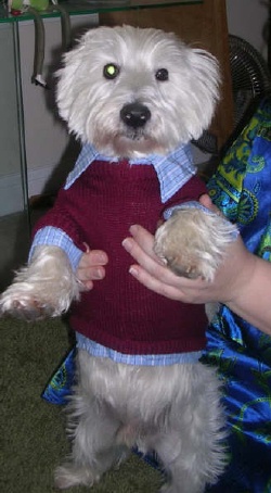 Elvis - WestieMed Recipient