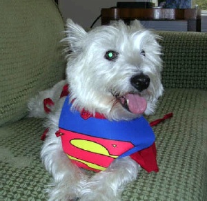 Elvis - WestieMed Recipient