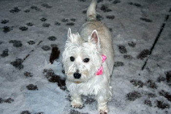 Emmie - WestieMed Recipient