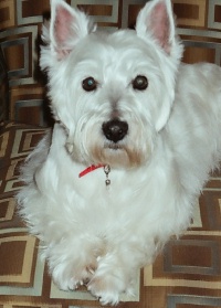 Gracie - WestieMed Recipient