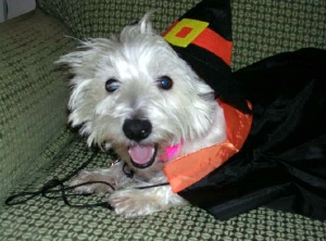 Elvis - WestieMed Recipient