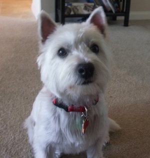 Sammi - WestieMed Recipient