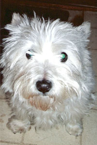 Suzi - WestieMed Recipient