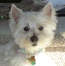 Chloe - WestieMed Recipient