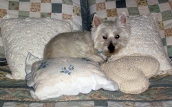 Chloe - WestieMed Recipient